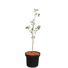 aronia-czarna-hugin-aronia-melanocarpa-hugin
