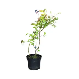 borowka-wysoka-bluecrop-vaccinium-corymbosum-bluecrop