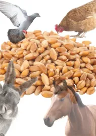 pszenica-paszowa-1-kg-naturalna-swiezy-zbior-2025-pakowany-zbiorczo