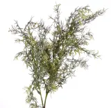 asparagus-galazka