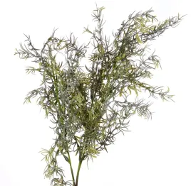 asparagus-galazka
