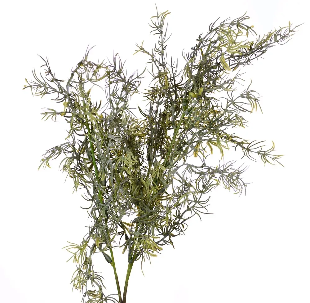 asparagus-galazka
