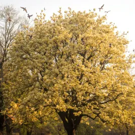 magnolia-kremowo-zolta-elizabeth-w-doniczce-3l-do-ogrodu