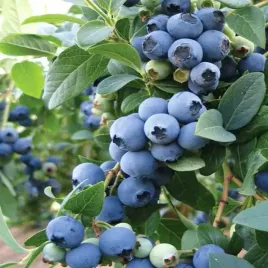 borowka-amerykanska-bluecrop-5l-70-100cm-wielkie-owoce