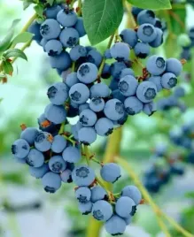 borowka-amerykanska-bluegold-5l-30-50cm-najpiekniejsza-sadzonka