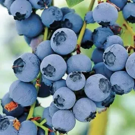 borowka-amerykanska-earliblue-5l-30-50cm-early-blue-sadzonka