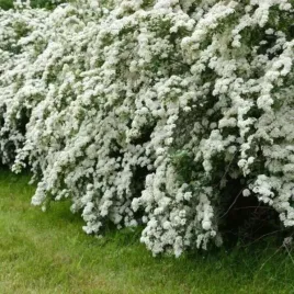 spiraea-arguta-dekoracyjny-krzew-ozdobny-pieknie-kwitnacy-wiosna-doni