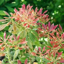 pieris-flaming-silver-efektowny-zimozielony-krzew-srebrzysto-rozowe-l