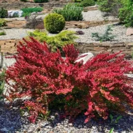 berberis-thunbergii-red-rocket