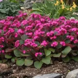bergenia-rotblum