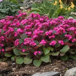 bergenia-rotblum