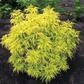 sambucus-nigra-golden-tower-jdeboer001-pbr