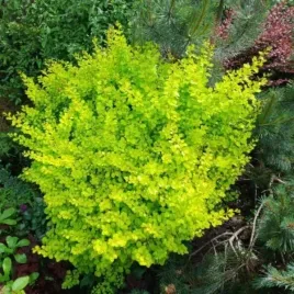 berberis-thunbergii-golden-tower
