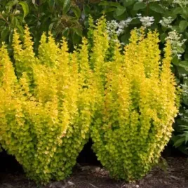 berberis-thunbergii-helmond-yellow