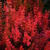 berberis-thunbergii-orange-pillar