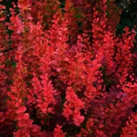 berberis-thunbergii-orange-pillar