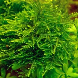 mech-anchor-moss-taxiphyllum-sp-rarytas-mech-do-akwarium