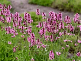 czysciec-pink-cotton-candy-rozowe-kwiaty-ogrod-naturalny-sadzonka-p9