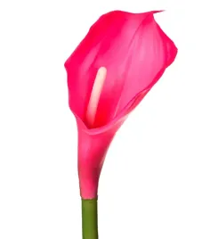 kalia-gumowa-galazka-magenta