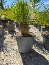 yucca-rostrata-juka-rostrata-mrozoodporna-egzotyczna-palma-80-95-cm