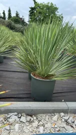 yucca-rostrata-juka-rostrata-mrozoodporna-egzotyczna-palma-70-85-cm