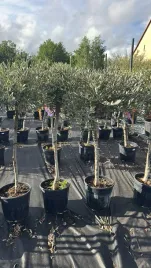oliwka-europejska-olea-europaea-drzewko-oliwne-ok-130-150-cm-z-donica