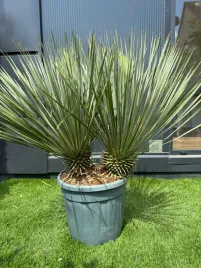 yucca-rostrata-juka-rostrata-mrozoodporna-egzotyczna-palma-dwu-glowa