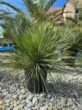 yucca-linearifolia-juka-linearifolia