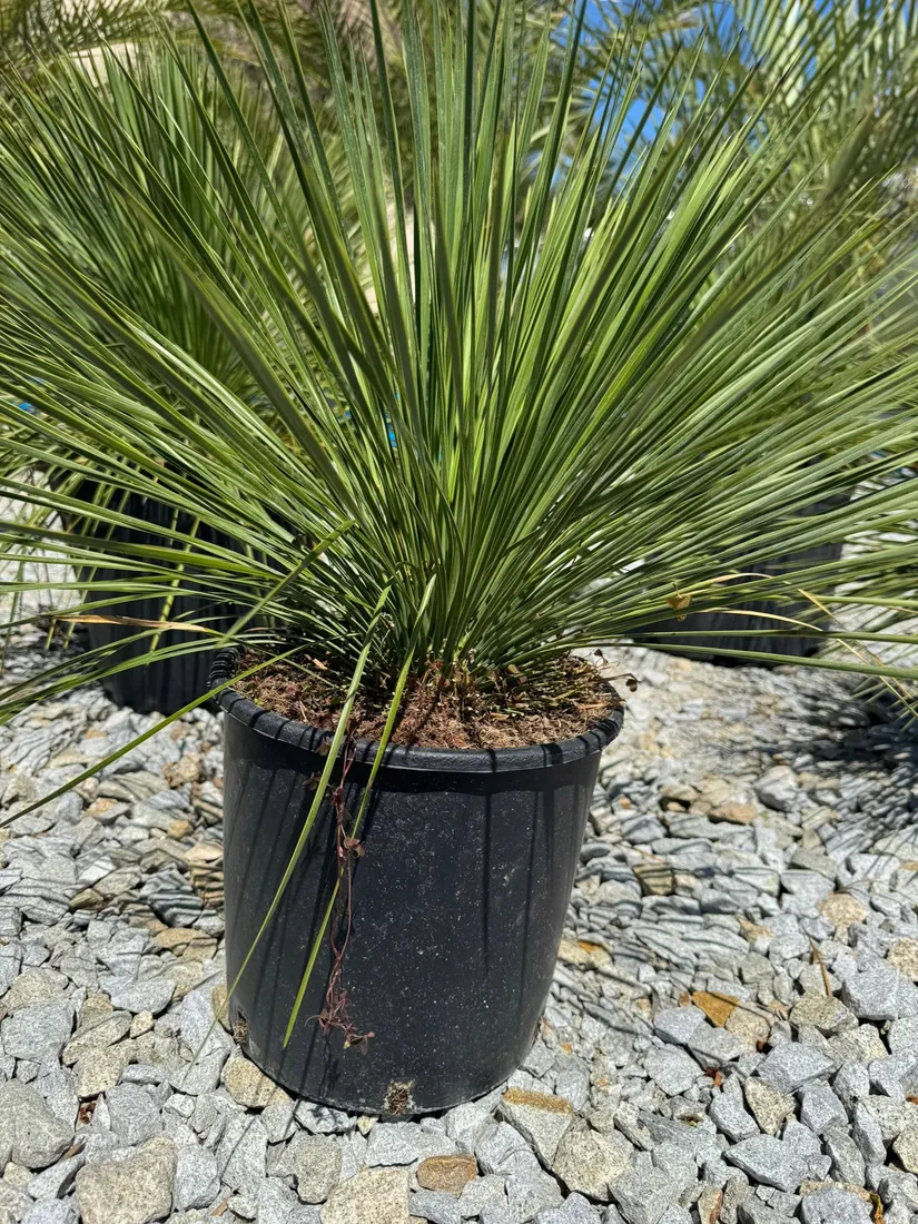 yucca-linearifolia-juka-linearifolia-rodzaj-rosliny-inny