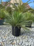 yucca-linearifolia-juka-linearifolia-styl-ogrod-skalny-ogrod-nowoczesny-ogrod-srodziemnomorski
