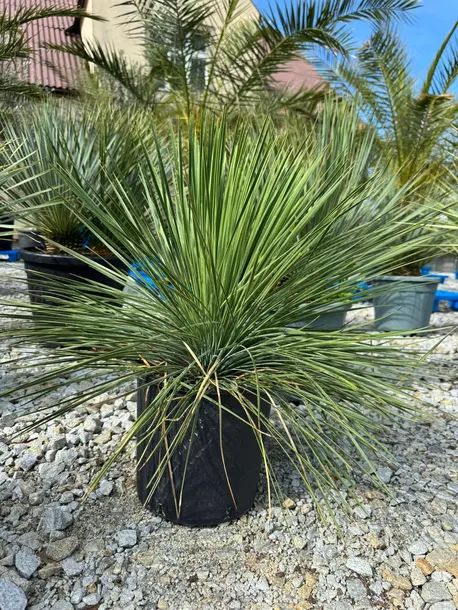 yucca-linearifolia-juka-linearifolia-cechy-charakterystyczne-lubiace-slonce-proste-w-pielegnacji-przyjazne-dla-zwierzat-rzadko-spotykane-oczyszczajace-powietrze