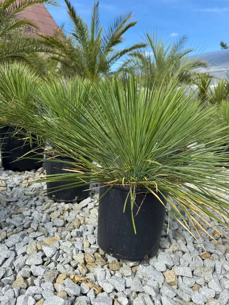 yucca-linearifolia-juka-linearifolia-producent-inna