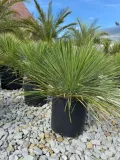 yucca-linearifolia-juka-linearifolia-producent-inna