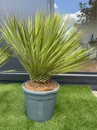 yucca-rostrata-juka-rostrata-mrozoodporna-egzotyczna-palma-70-90cm