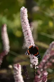 actaea-pink-spike-swiecznica-pluskwica-rozowa-bylina-cien