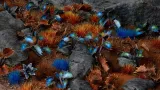 gamers-grass-laser-plants-alien-flytrap-stan-opakowania-oryginalne