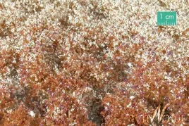 mininatur-tuft-poznojesienna-kwitnaca-roslinnosc-2-42x15-cm