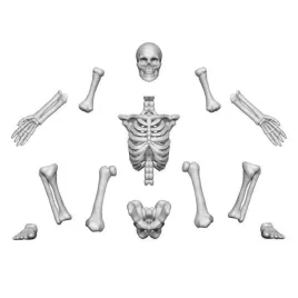 3d-printed-set-human-skeletons-1-48-ludzkie-szkielety-4-szt