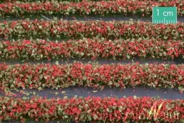mininatur-tuft-paski-kwitnacych-czerwonych-roslin-336-cm