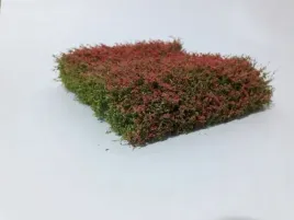 mininatur-kwitnacy-na-czerwono-zywoplot-12x14-cm