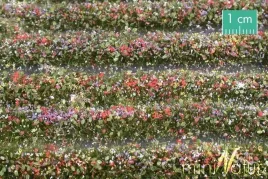 mininatur-tuft-paski-kwitnacych-kolorowych-roslin-336-cm