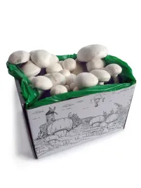 pieczarka-biala-grzybnia-do-uprawy-domowej-5-kg-firmy-smaki-na-boczniaki