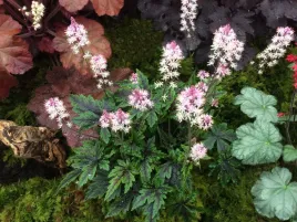 tiarella-angel-wings-bylina-wieloletnia-jasne-kwiaty-sadzonka-p9