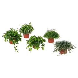 ikea-himalayamix-roslina-doniczkowa-z-listkami-zielona-12-cm