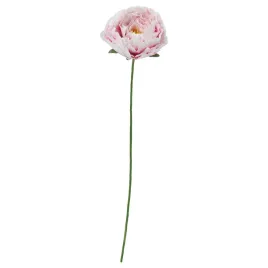ikea-guldspett-sztuczny-kwiat-piwonia-bialy-jasnorozowy-50-cm
