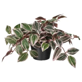 ikea-fejka-sztuczna-roslina-doniczkowa-tradescancja-liliowa-12-cm