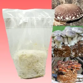 shiitake-gotowe-podloze-do-uprawy-domowej-grzybnia