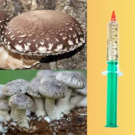 shiitake-10-ml-or-grzybnia-plynna-lc