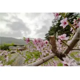samyang-mf-28-14-mk2-sony-e