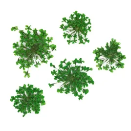 suszone-kwiatki-do-paznokci-mollylac-green